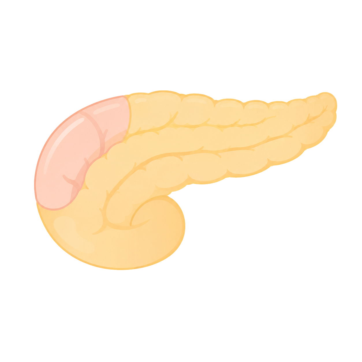 膵臓の病気のイラスト