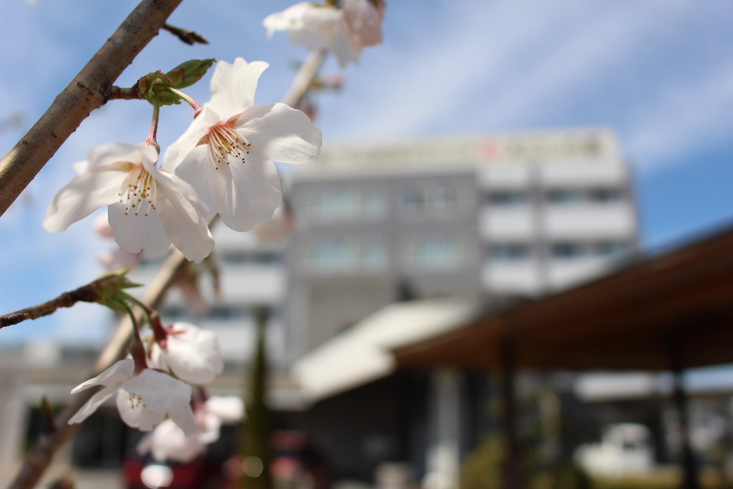 下山記念クリニック創立２５周年植樹　桜の木プロジェクト