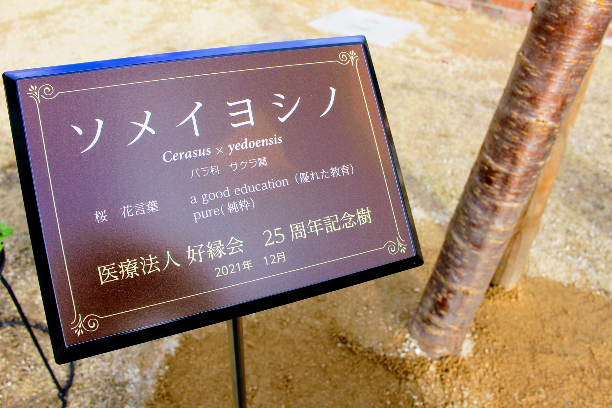 医療法人好縁会下山記念クリニック（東広島市）桜の木プロジェクトソメイヨシノ樹名板