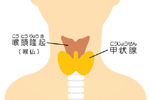 動悸・疲れ・体重変化は甲状腺が原因？受診と検査の目安