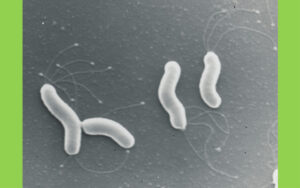 ピロリ菌の除菌方法は？｜西原セントラルクリニック（広島市安佐南区）