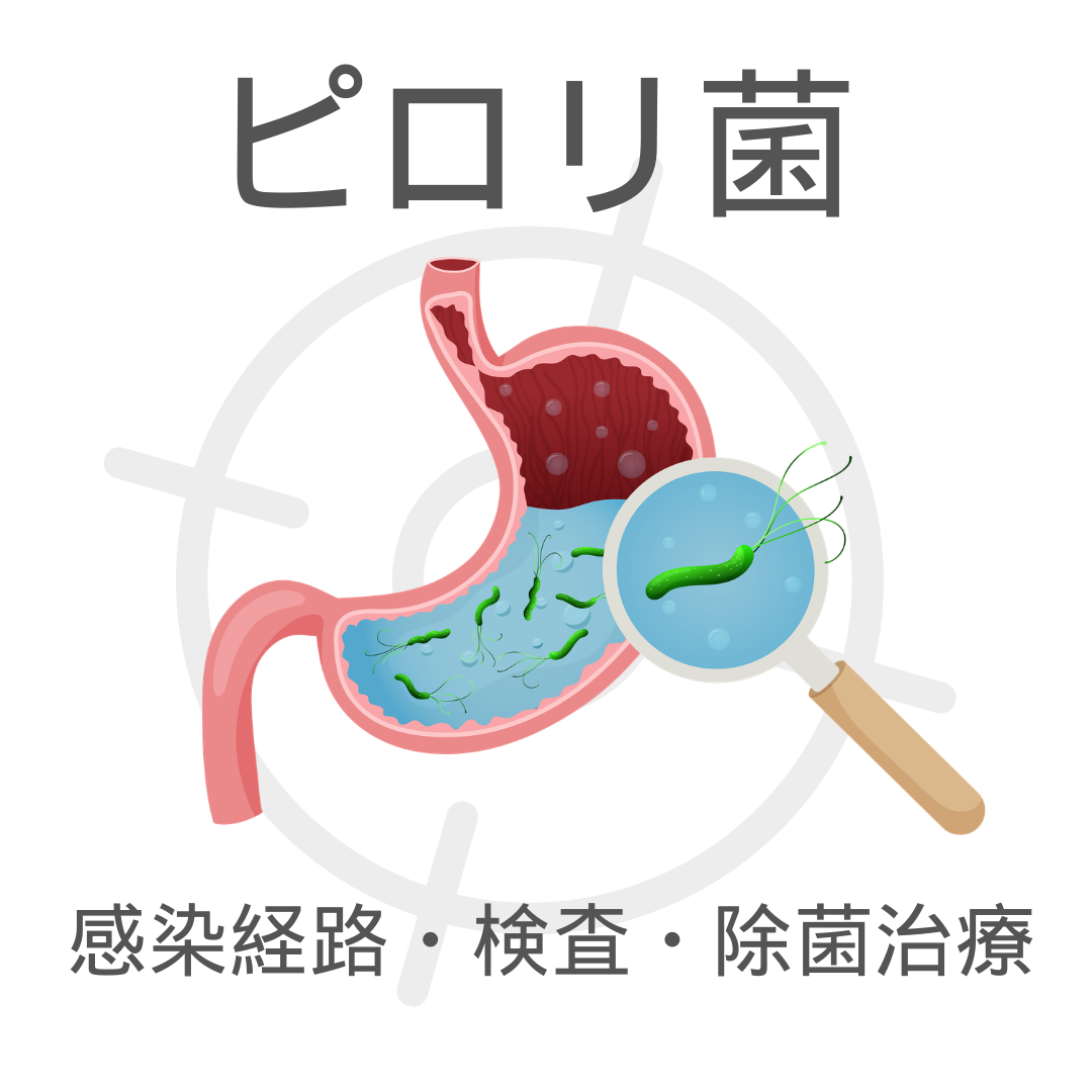 ピロリ菌とは?感染経路・検査・除菌治療をわかりやすく解説