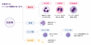 白血球の種類｜顆粒球（好中球・好酸球・好塩基球）、リンパ球、単球｜血液内科　下山記念クリニック（東広島市）