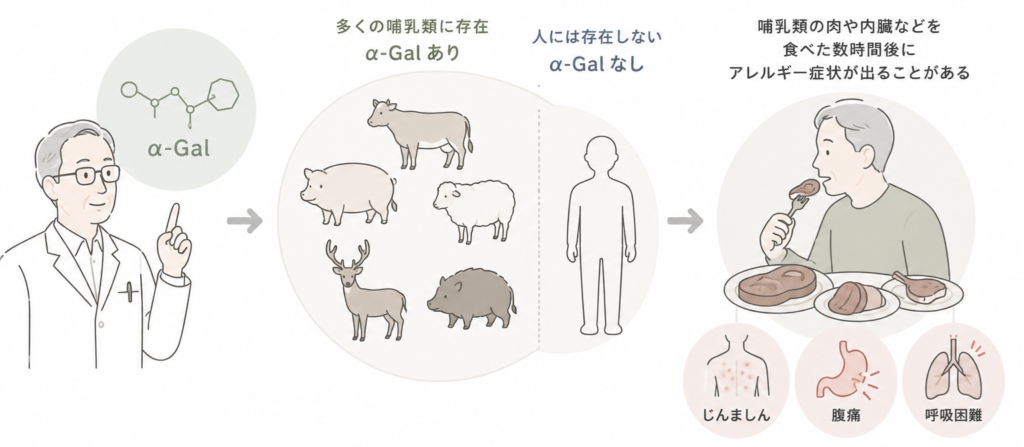 α-Galは、牛、豚、羊、シカ、イノシシなど、多くの哺乳類の体内に存在していますが、人間には存在しません｜東広島市のアレルギー科　下山記念クリニック
