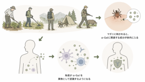 α-Gal症候群は、マダニに刺されることが発症のきっかけになると考えられています｜東広島市のアレルギー科　下山記念クリニック